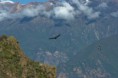 /album/peru/alex0424colca-jpg/